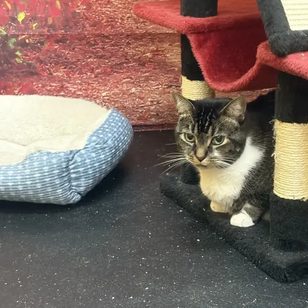 Feline guest at K9 Rox Club Las Vegas